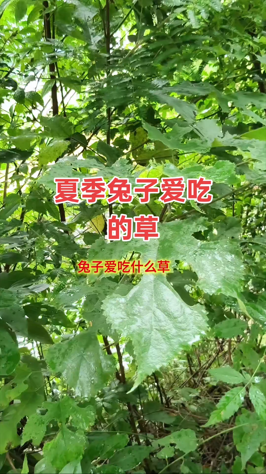 兔子爱吃的树叶和草,你当地有吗?#兔子爱吃的菜 #兔子爱吃的