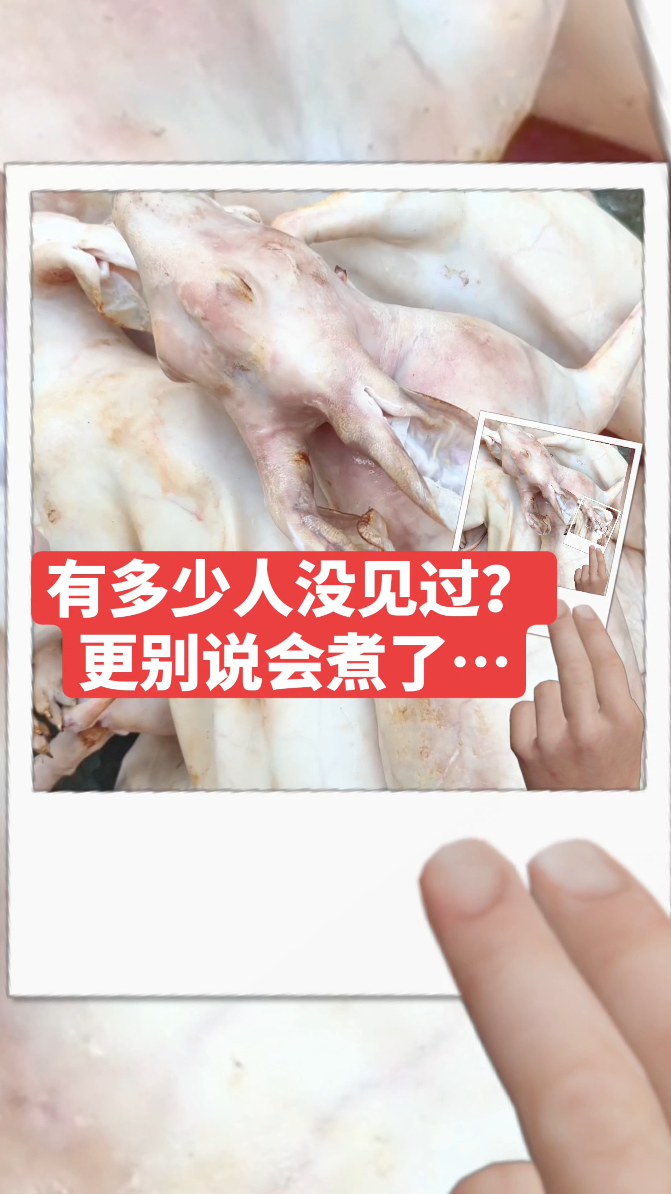 广西带皮新鲜兔肉,爆炒玉兔,黄焖玉兔烤全兔有没有会煮的?#广