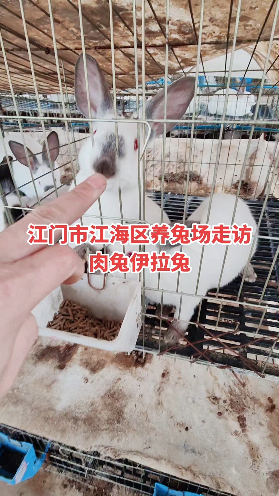 伊拉兔新西兰兔子
