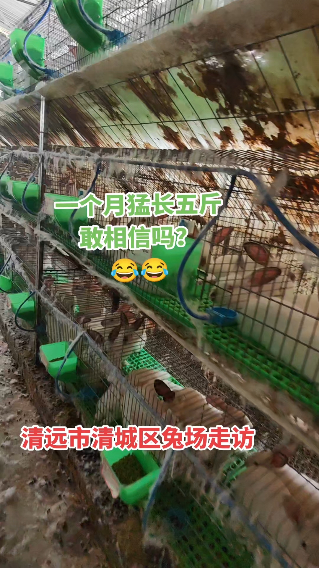 清远市清城区养兔场走访,他问我兔子真的一个月能长五斤,目前这