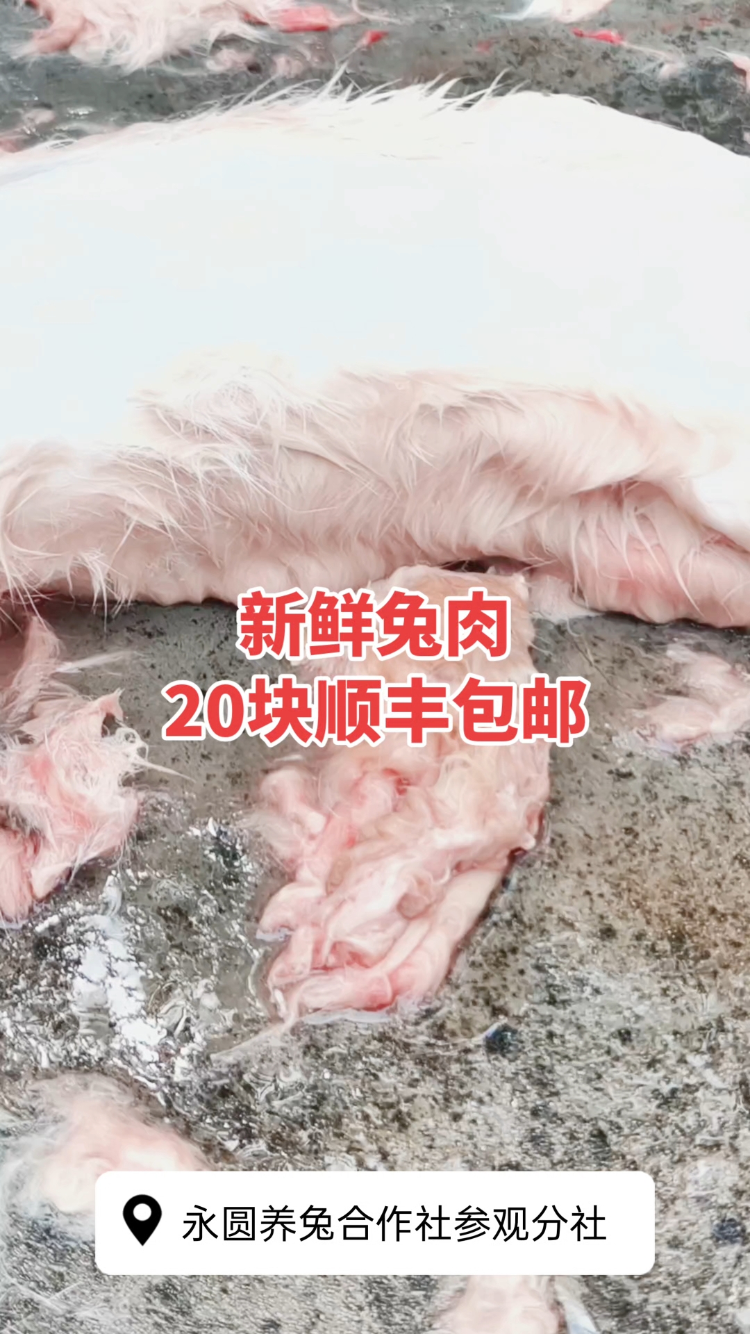 新鲜兔肉,天气凉快了,都可以发货了。#新鲜兔肉 #兔肉 #带