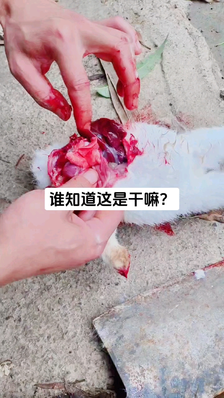 兔子解剖技术!#兔子解剖技术 #农村创业养殖 #提供养殖技术