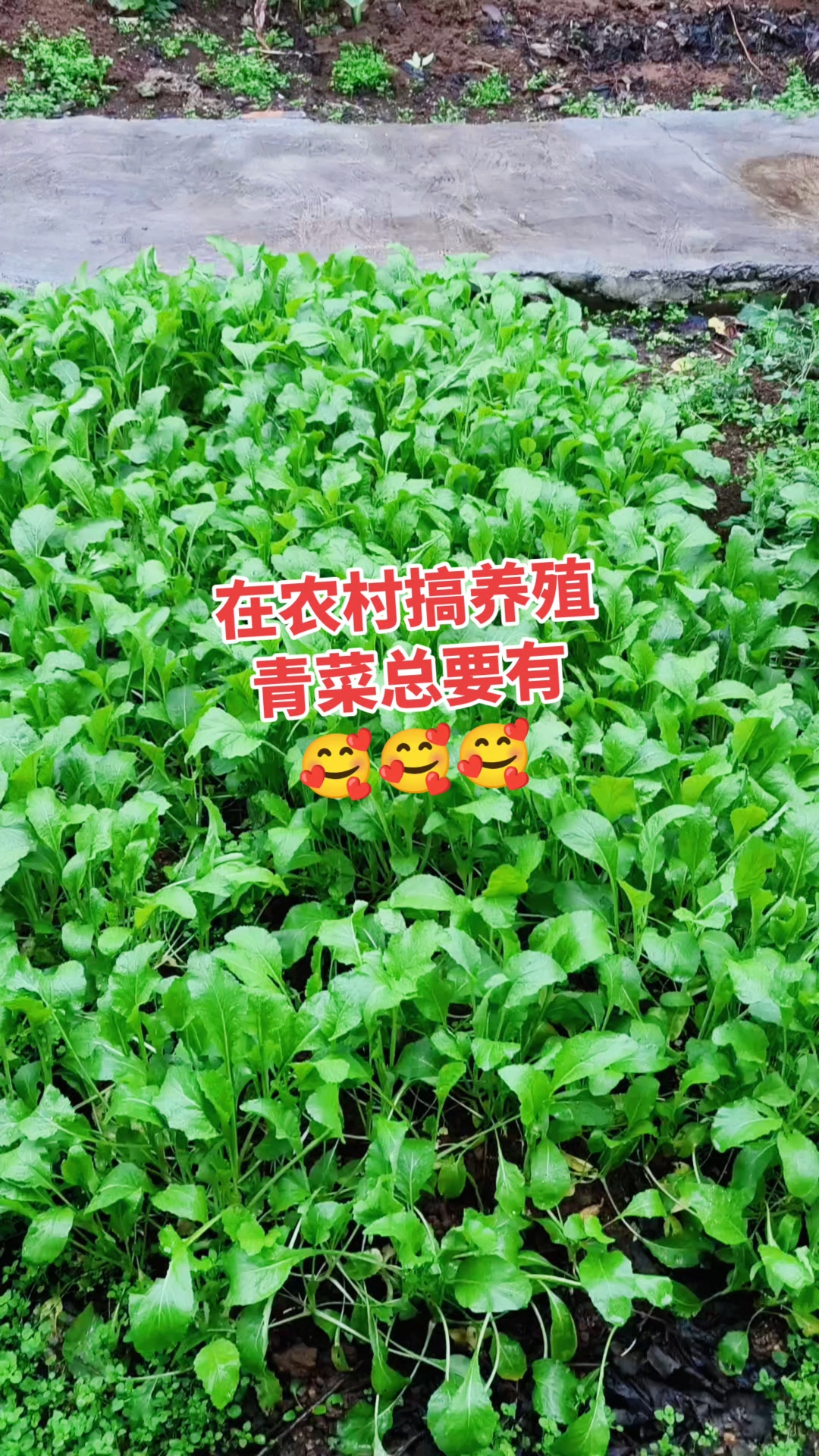 农村吃青菜是肯定不要钱的啦!有兔子粪,怎么种都好种。#农村种