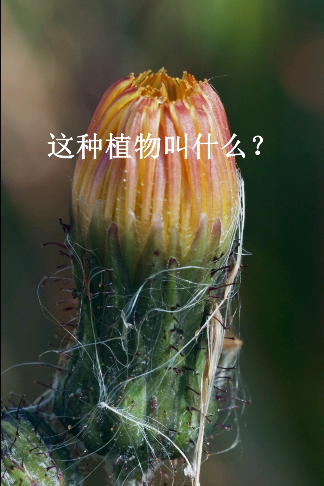 傻傻分不清楚的植物,被称为长寿菜,看看你认错没有?