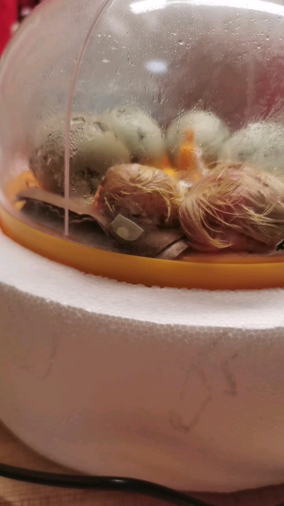 小鸡破壳啦