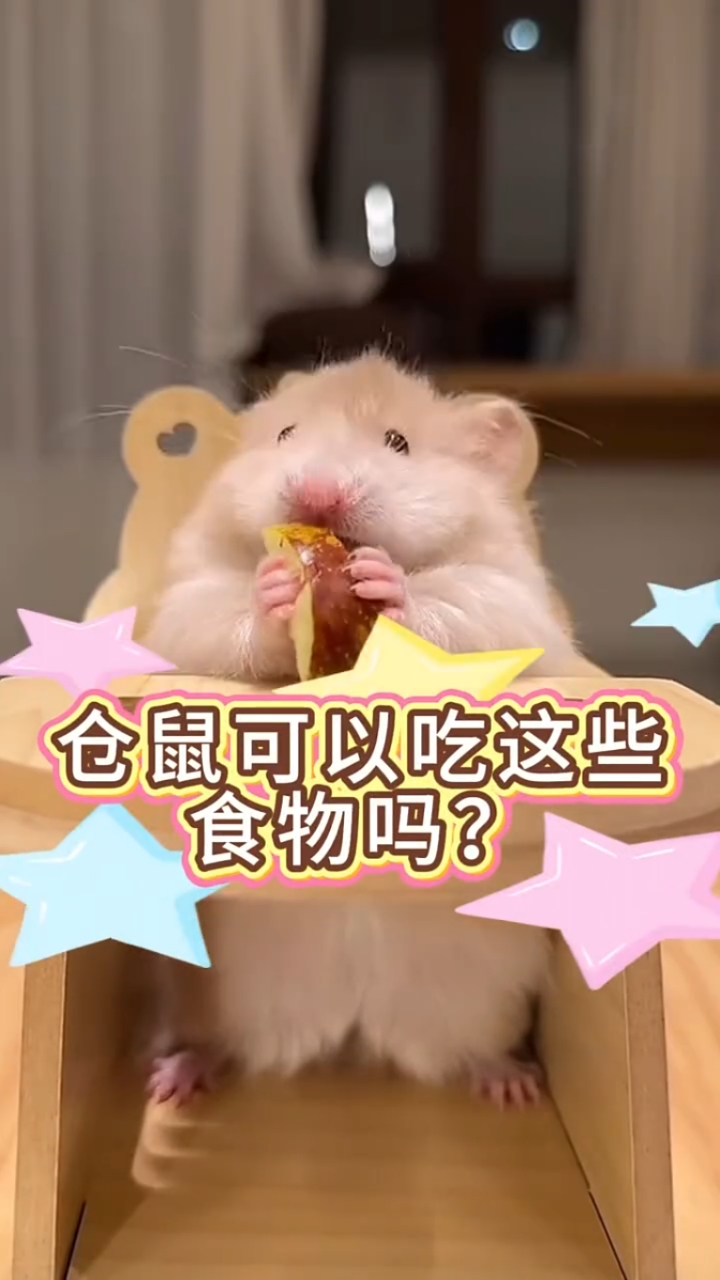 仓鼠能吃这些食物吗?