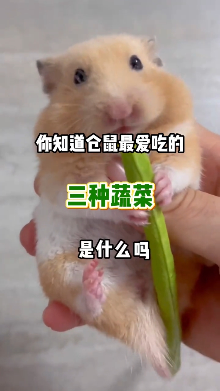 仓鼠最爱吃的三种蔬菜是什么?