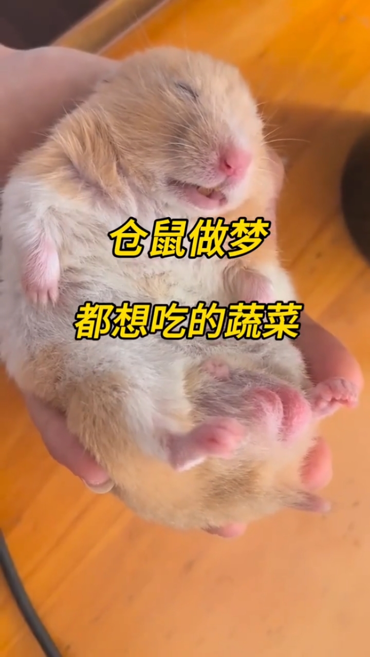 仓鼠做梦都想吃的蔬菜有哪些?