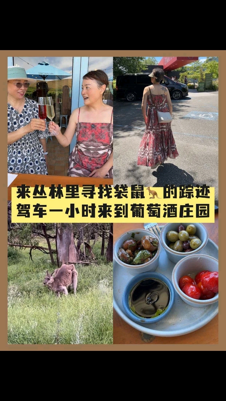 来丛林里寻找袋鼠的踪迹，驾车一小时来到葡萄酒庄园