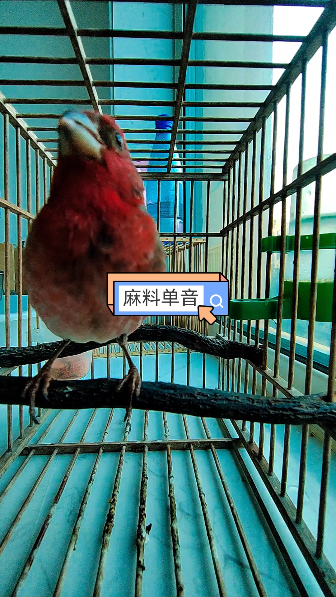 红麻料鸟单音叫声欣赏