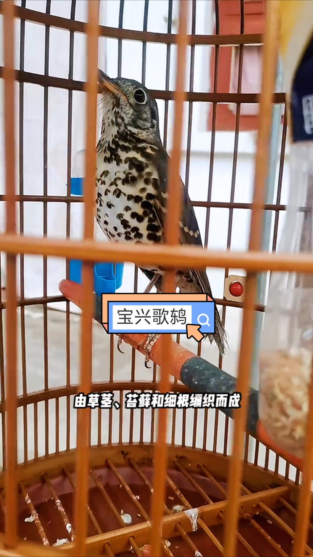 这芦花大串鸡叫声真好听