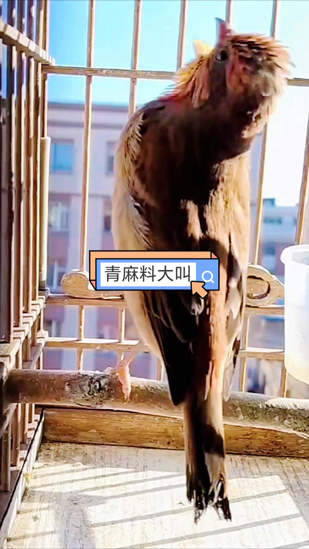 麻料鸟经典叫声欣赏