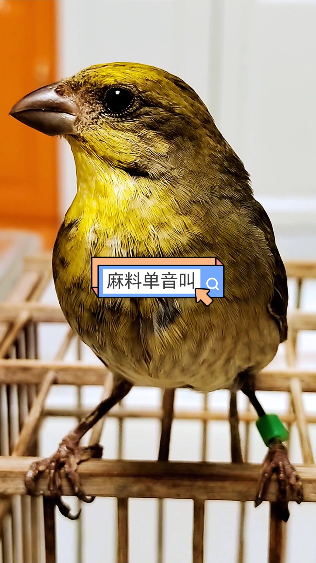 麻料鸟单音叫声分享