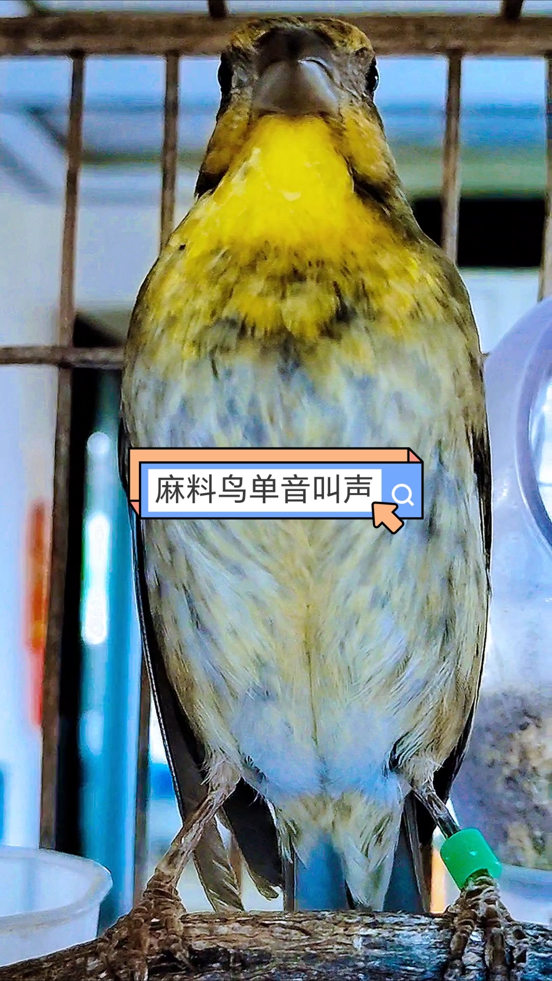 麻料鸟叫声欣赏