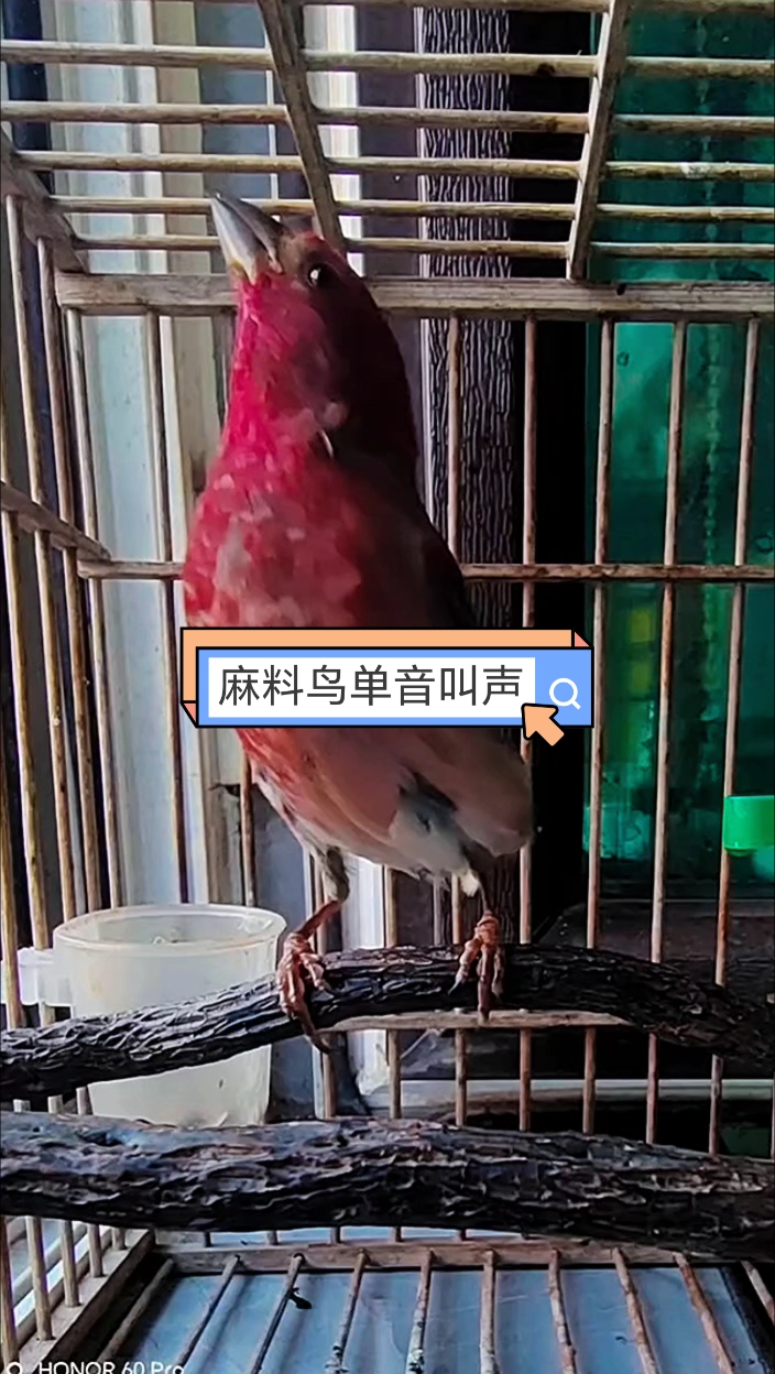 麻料鸟引鸟单音叫声喜欢的收藏