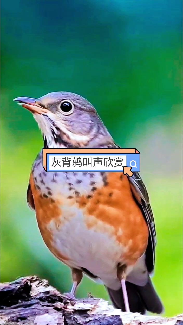 这是我们小时候常见的串鸡吗