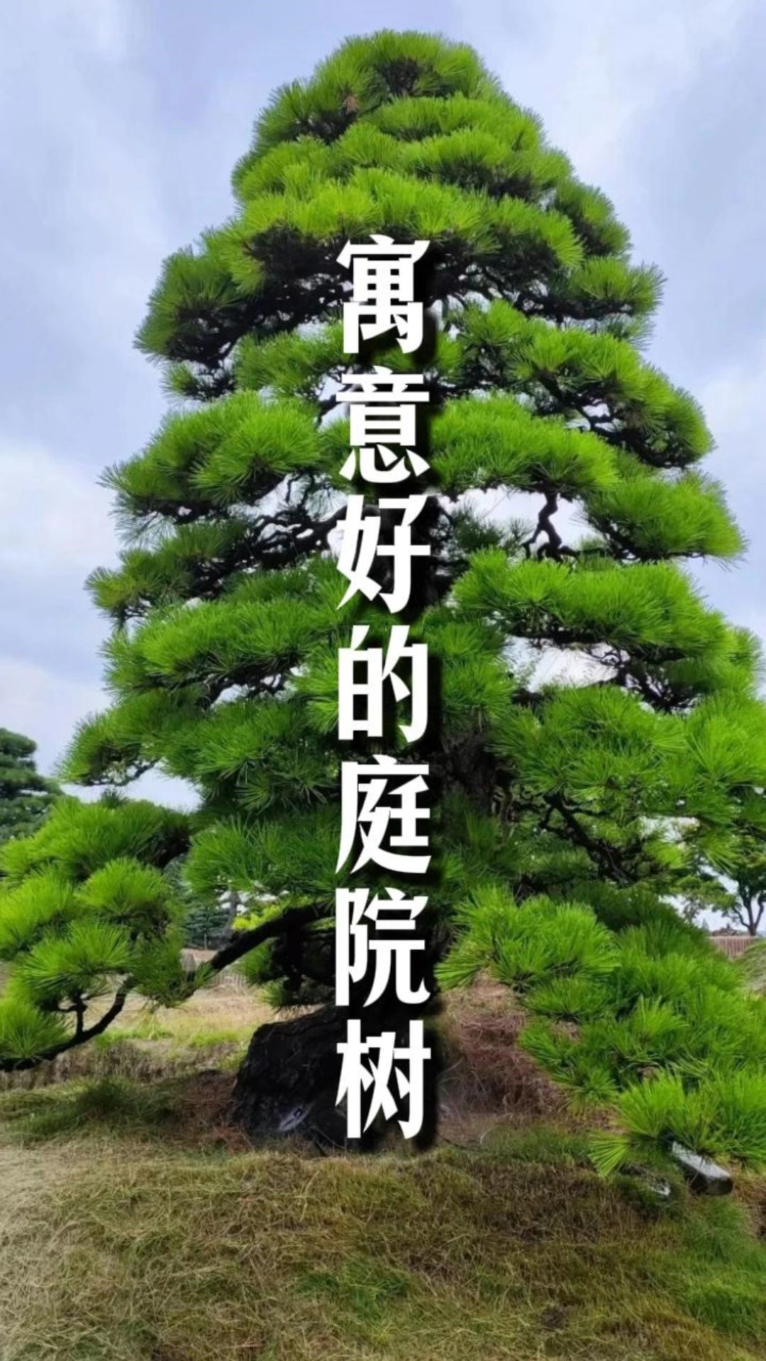 庭院种八树，子孙一直富！#别墅庭院景观树##住宅有讲究# #庭院设计##2026百度创作者