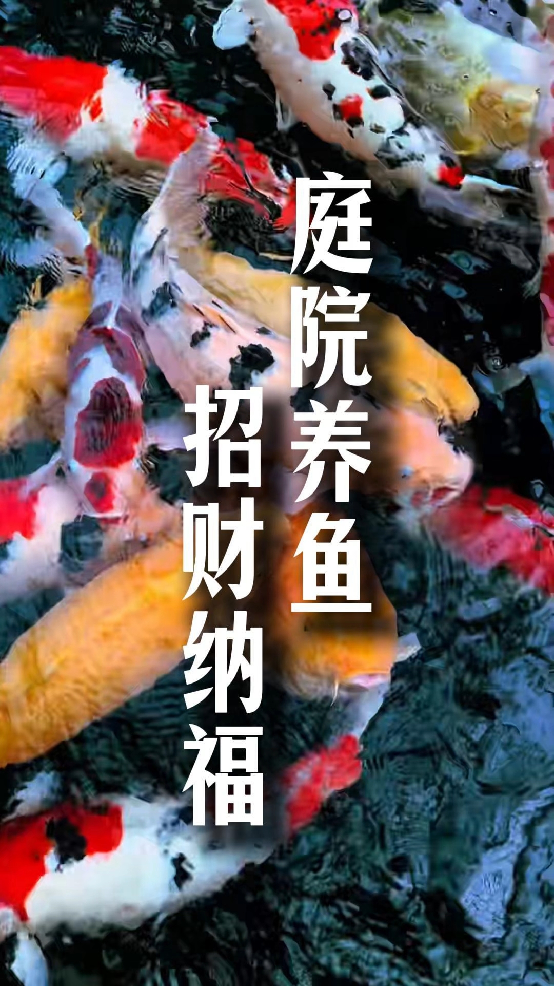 庭院养鱼真能招财纳福？#养鱼# #锦鲤# #风水鱼# #住宅有讲究# #2026百度创作者