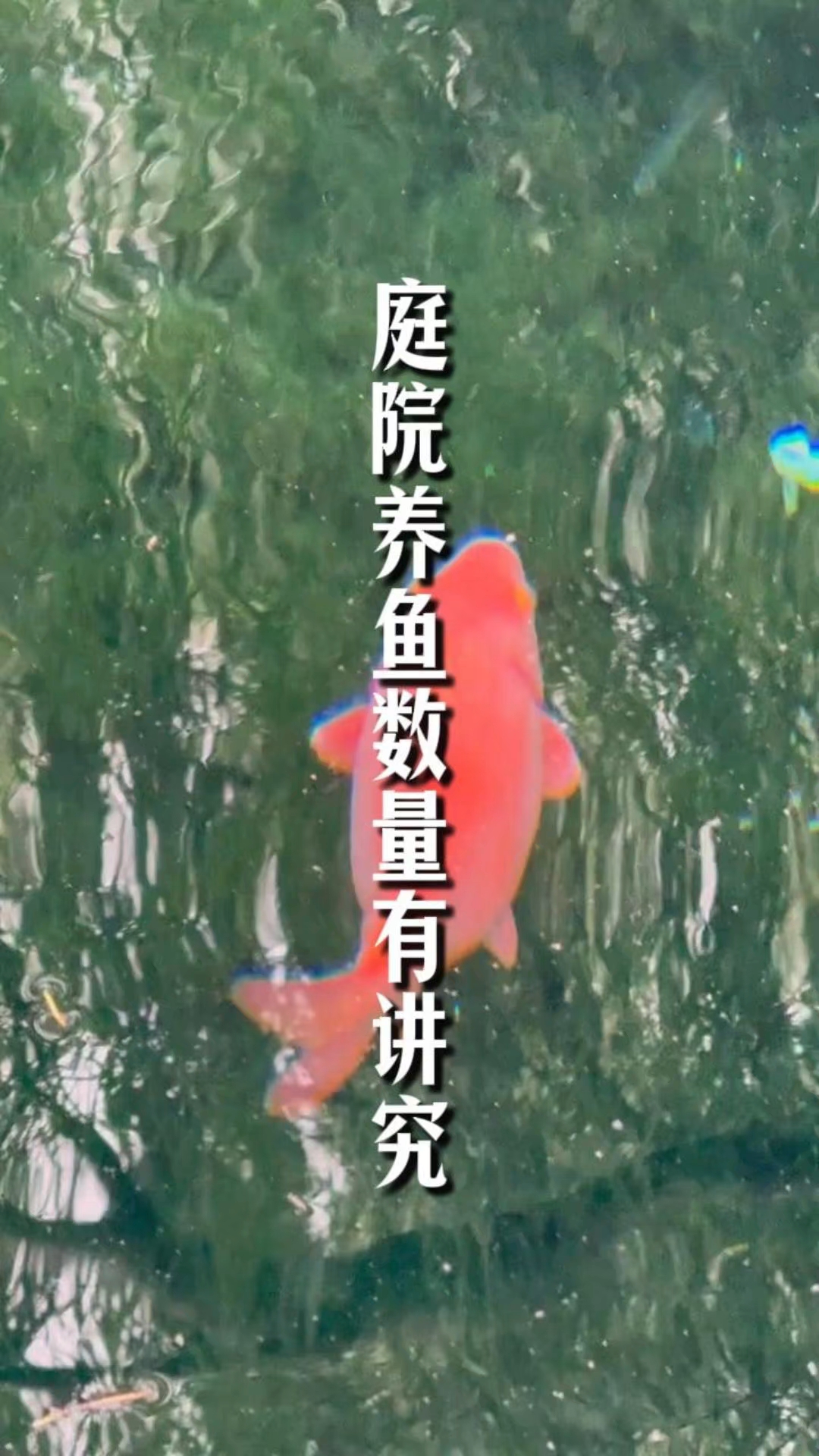 养鱼数量有讲究#养鱼# #锦鲤鱼池# #锦鲤# #住宅有讲究# #住宅风水# #新大陆计划