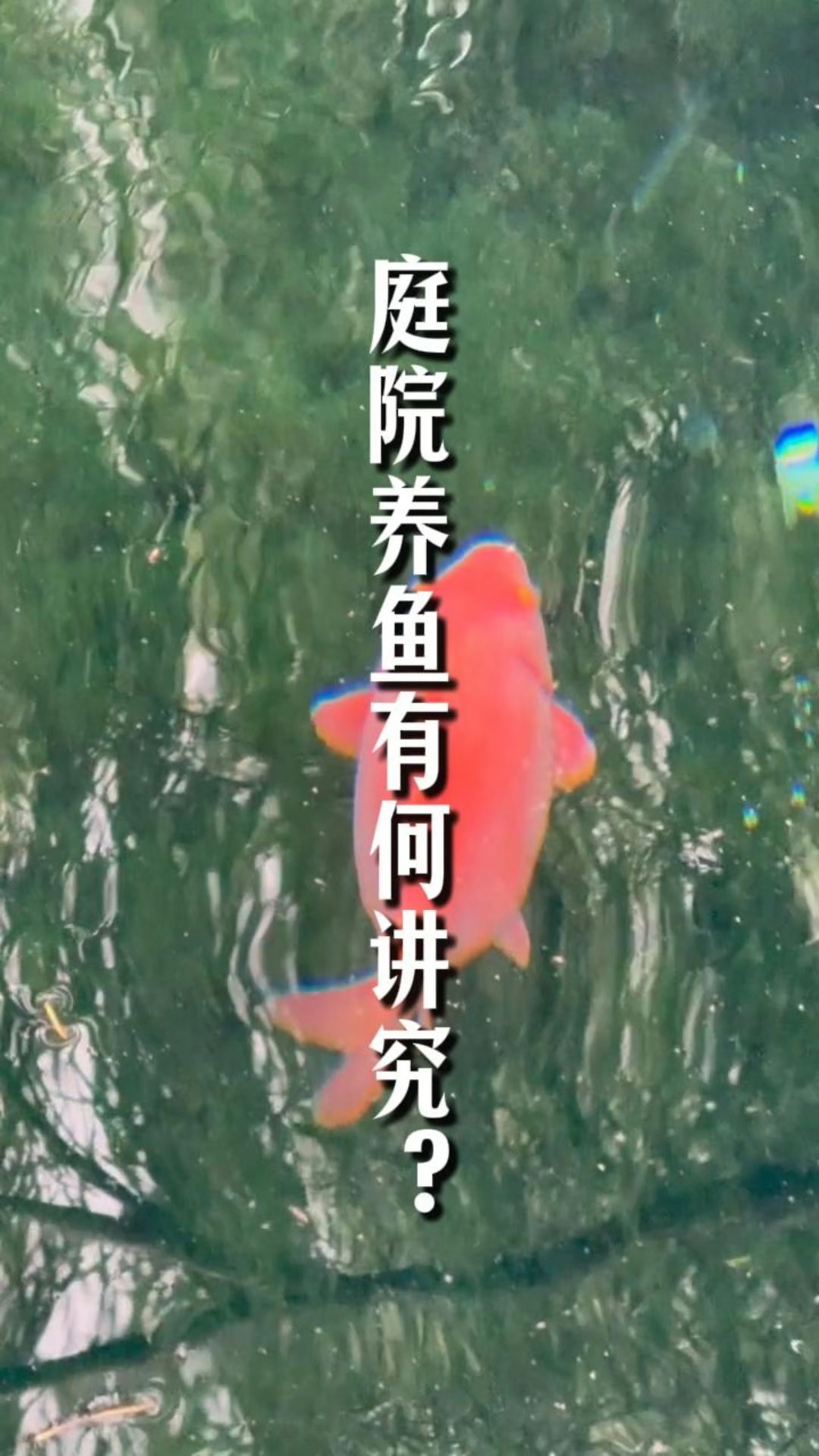 庭院里面养鱼有何讲究？##庭院养鱼有讲究# #锦鲤鱼池# #养鱼# #住宅有讲究# #庭院