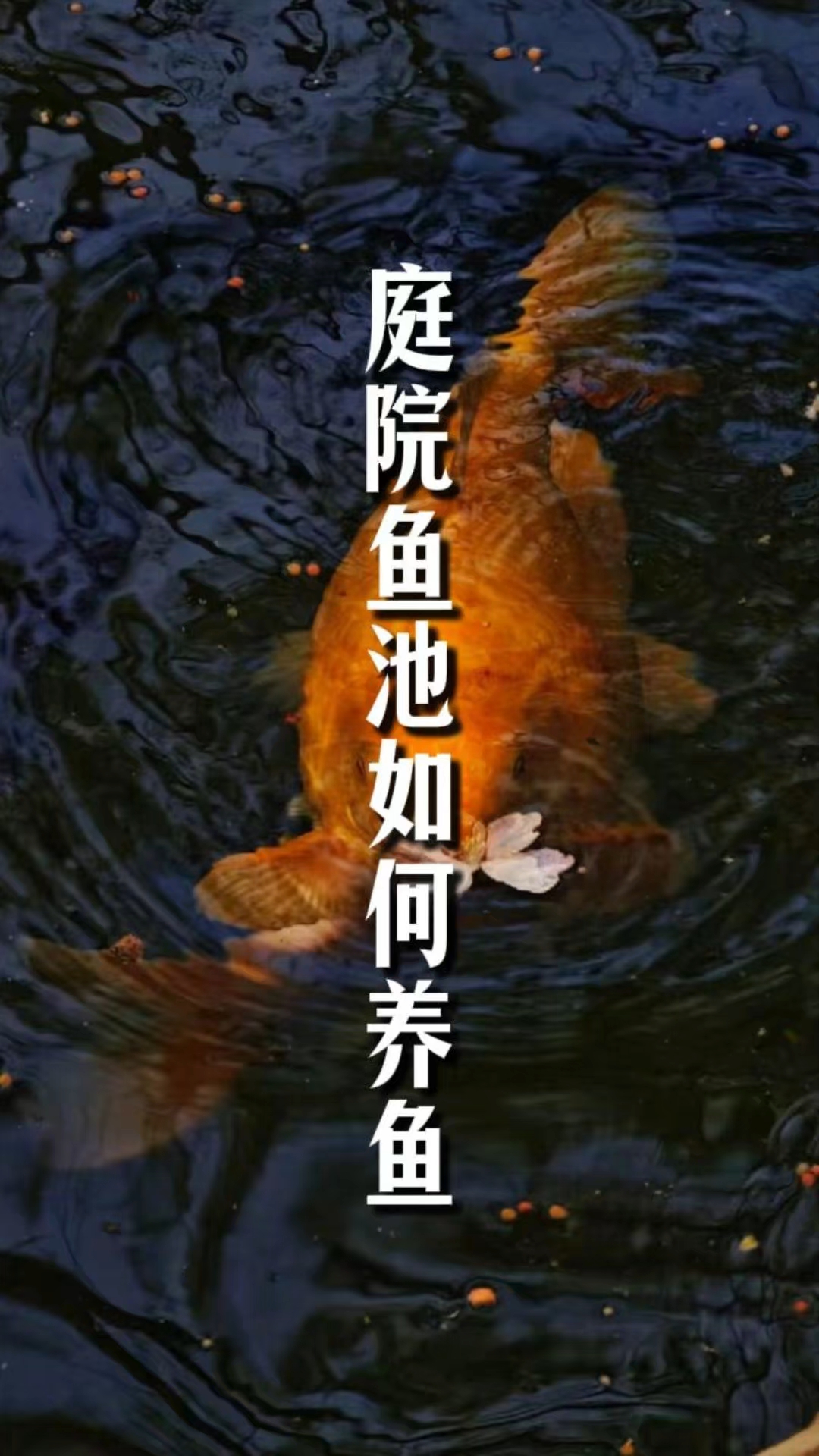庭院里的鱼池如何养鱼？#养鱼# #庭院鱼池# #庭院设计# #住宅有讲究#