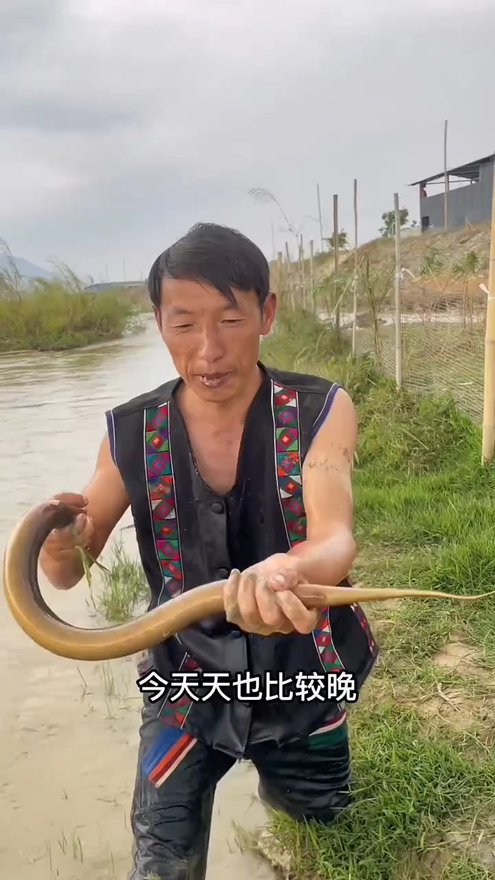 缅甸边界河道抓土鳝鱼,把鸭子吓的一直叫