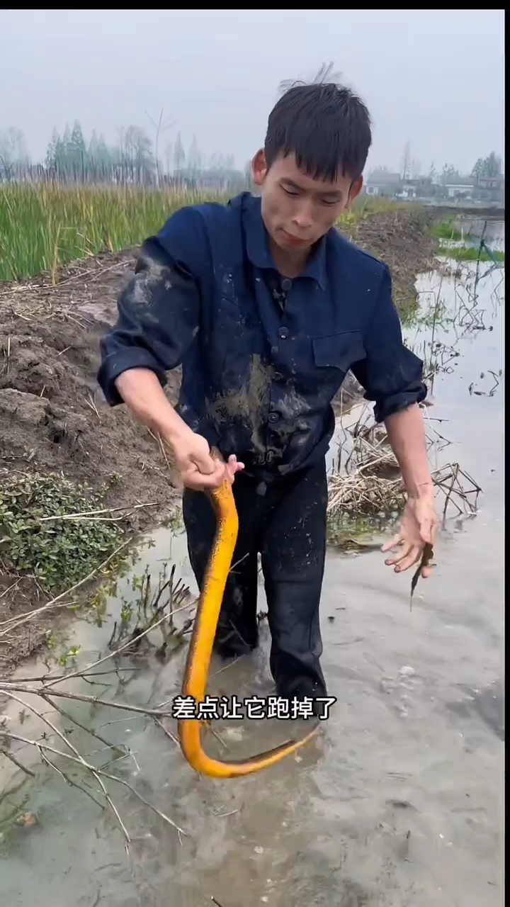 今天盘的划算 #纯野生 土鳝鱼 #抓多了分给老板一半