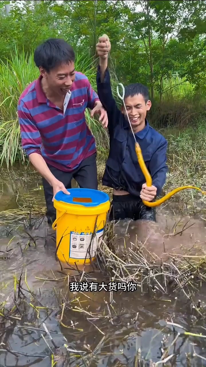 #纯野生 土鳝鱼 #喜欢逮鱼摸虾的可以关注一下