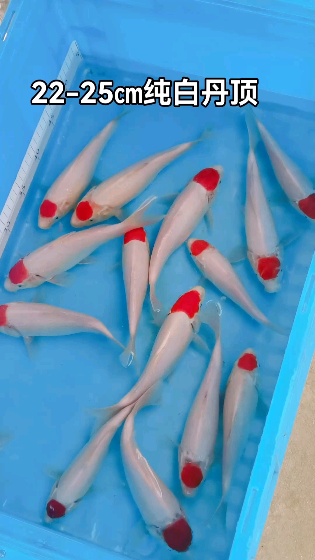 22-25厘米纯白丹顶