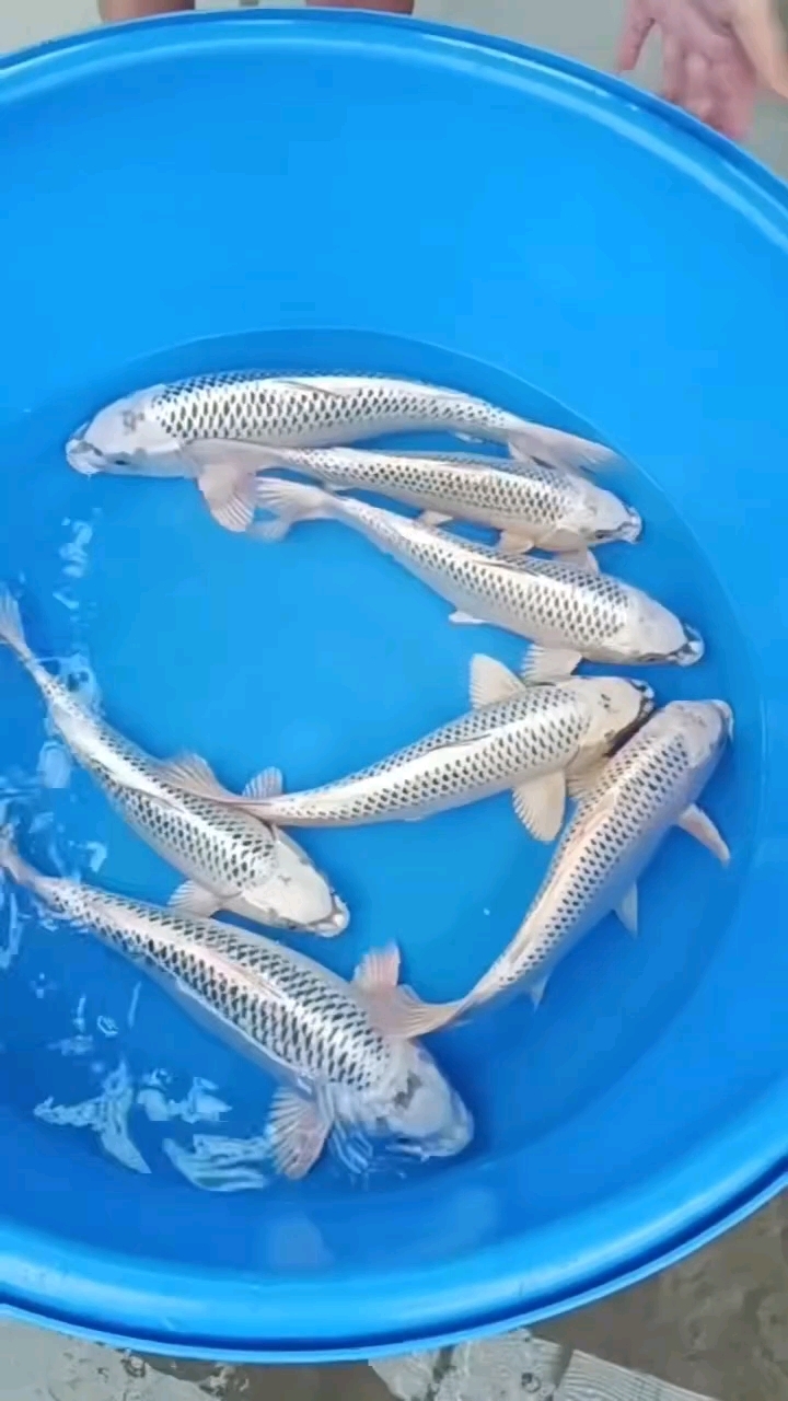 精品纯色鱼,超干净