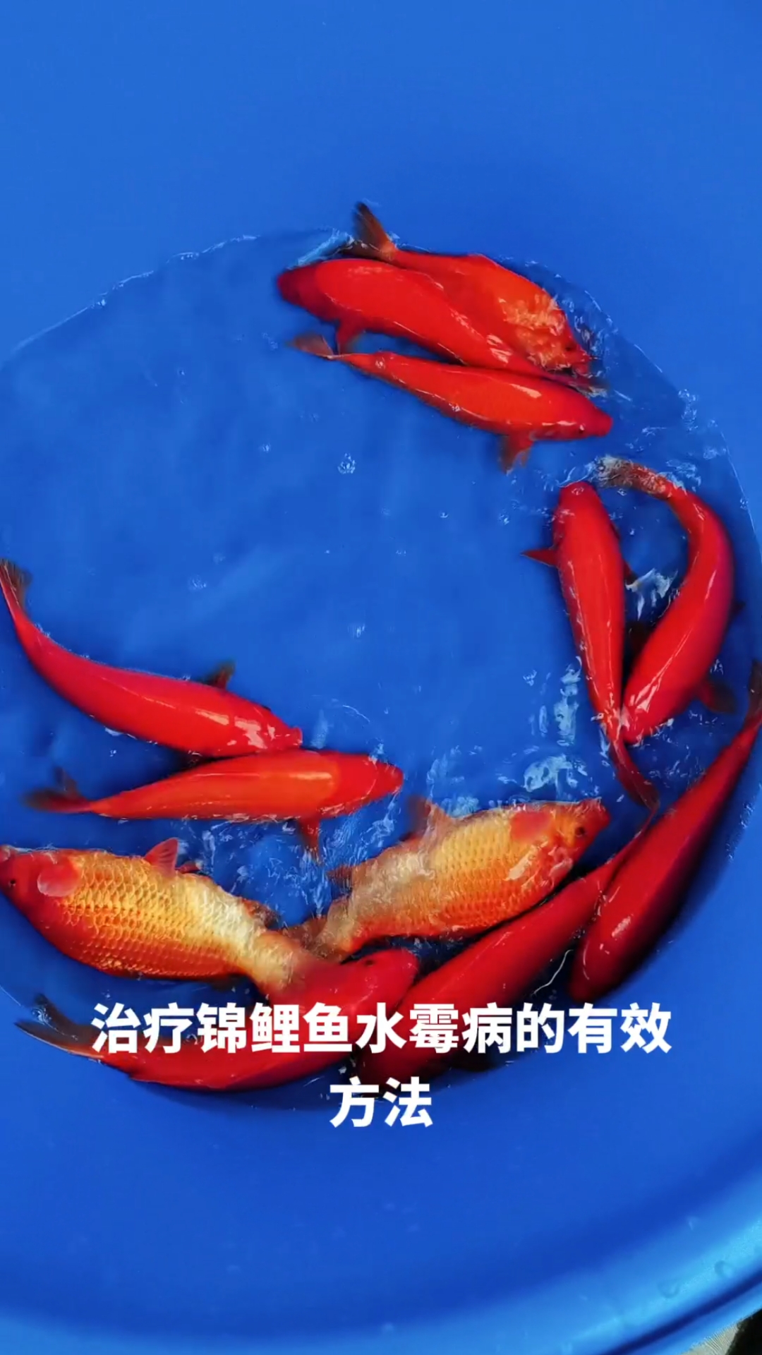 锦鲤水霉病预防以及治疗