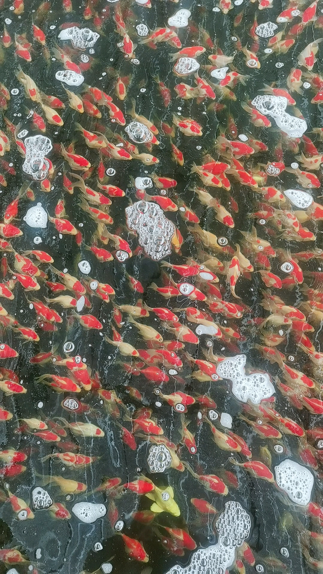 15-20㎝大日玉鲭