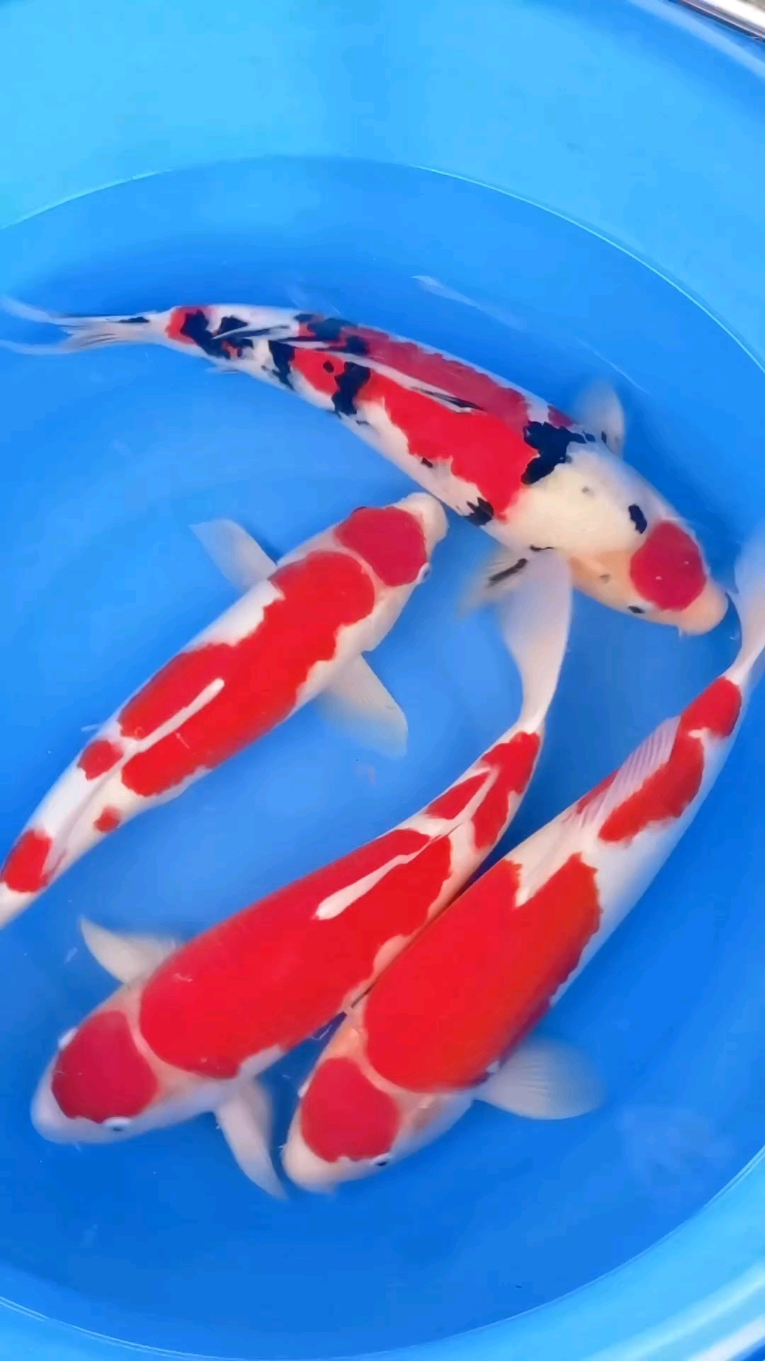 韩国留学过的鱼