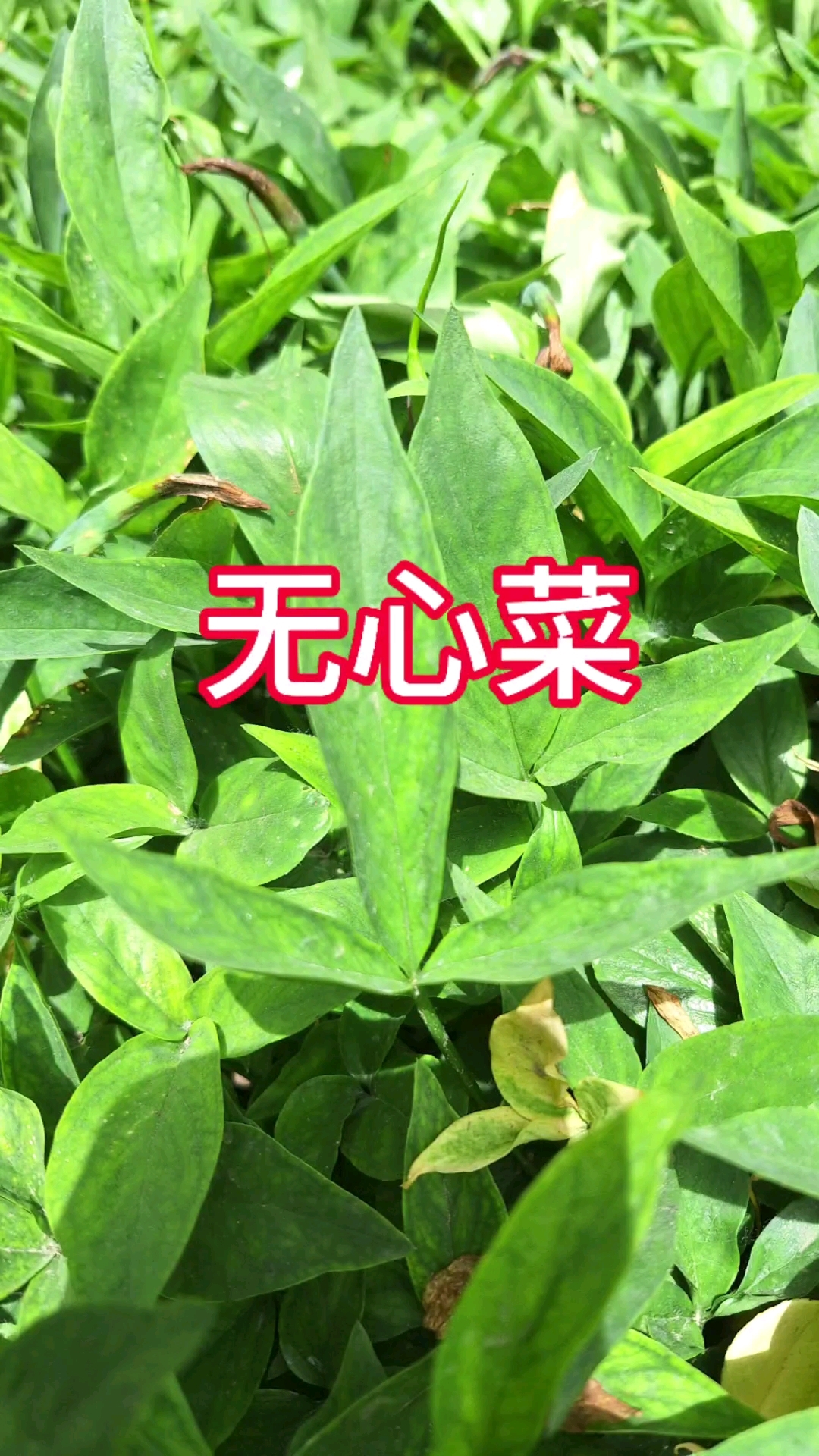 无心菜,只在卫辉比干庙生长,认识吗?