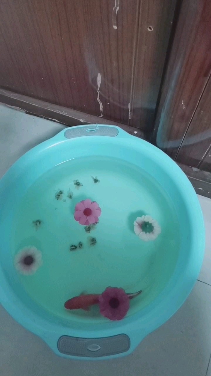 快来给这两只小金鱼起个好听的名字吧