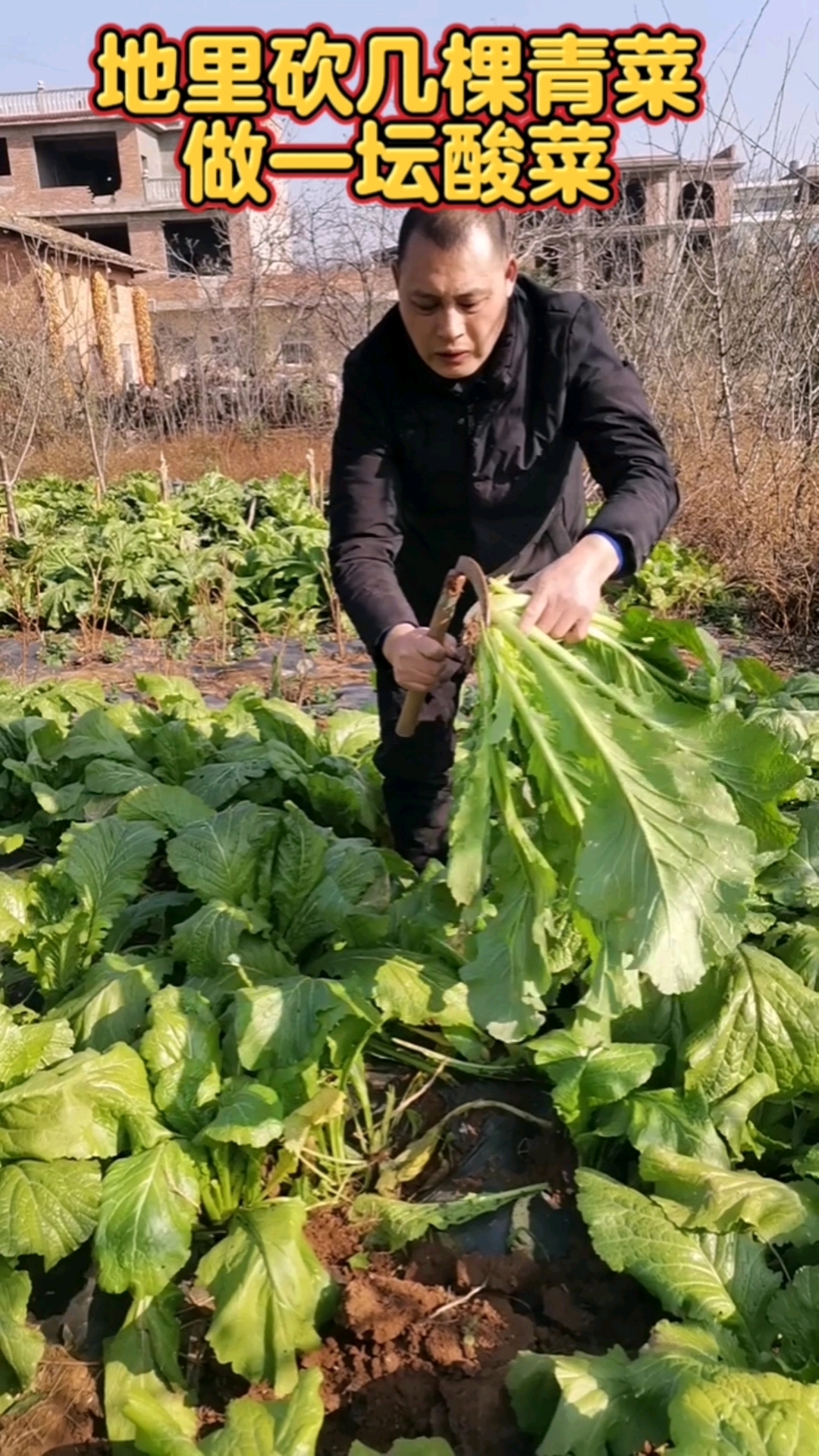 冬天的青菜最甜,坎几棵回家做酸菜