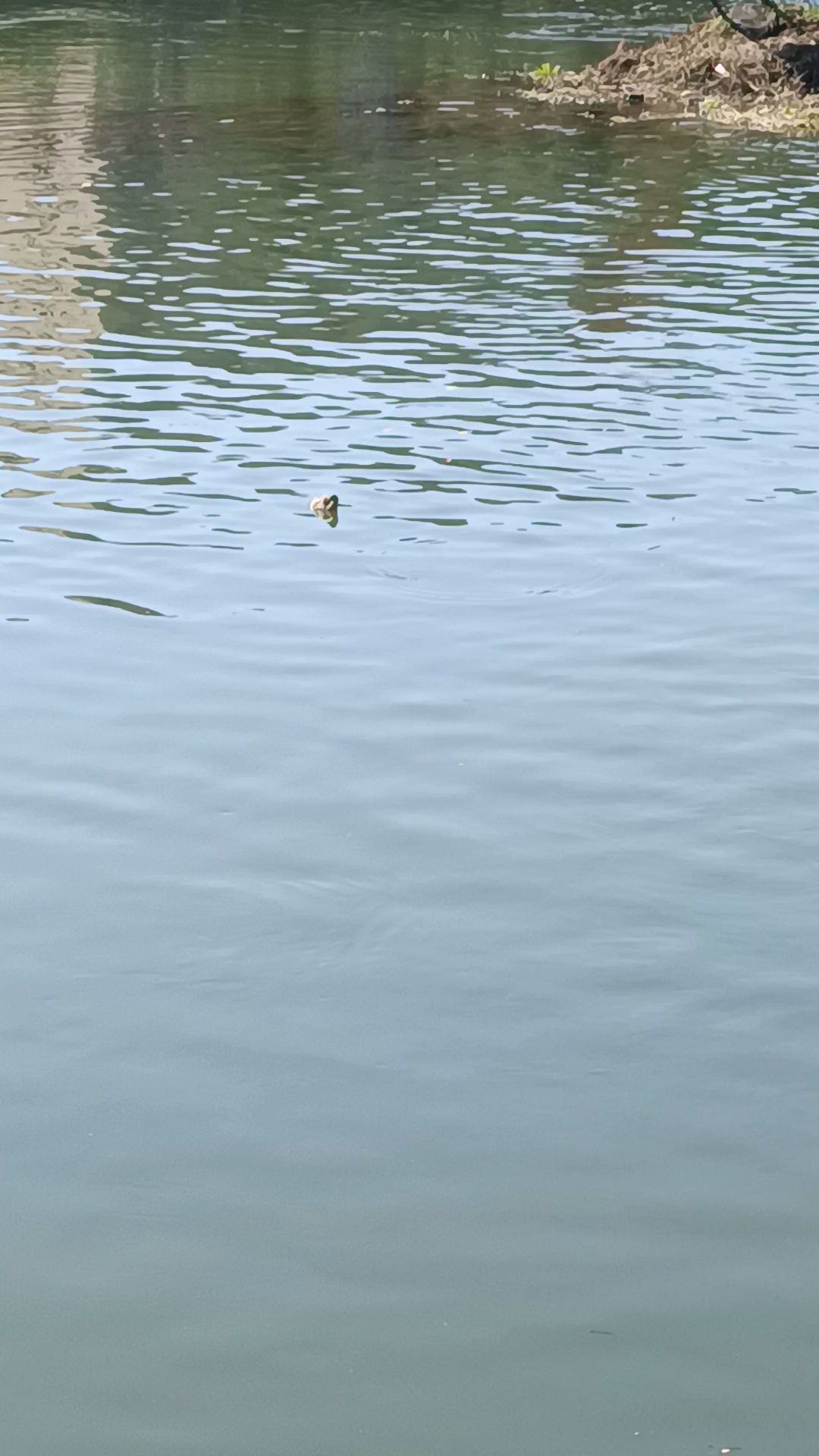 出句:孤鸭野影浮萍伴,请您出句成对成诗。