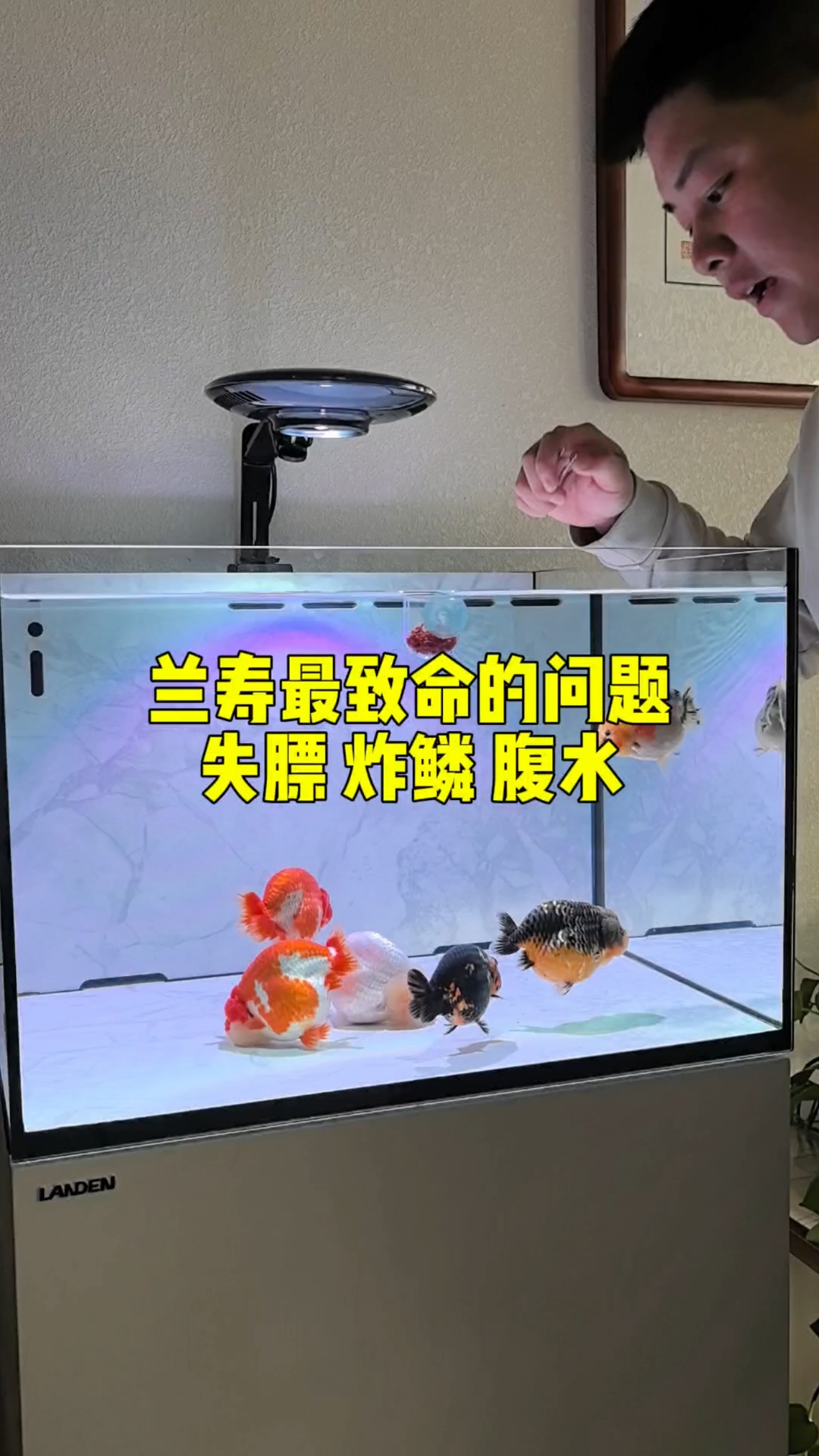 你的兰寿金鱼好养吗?