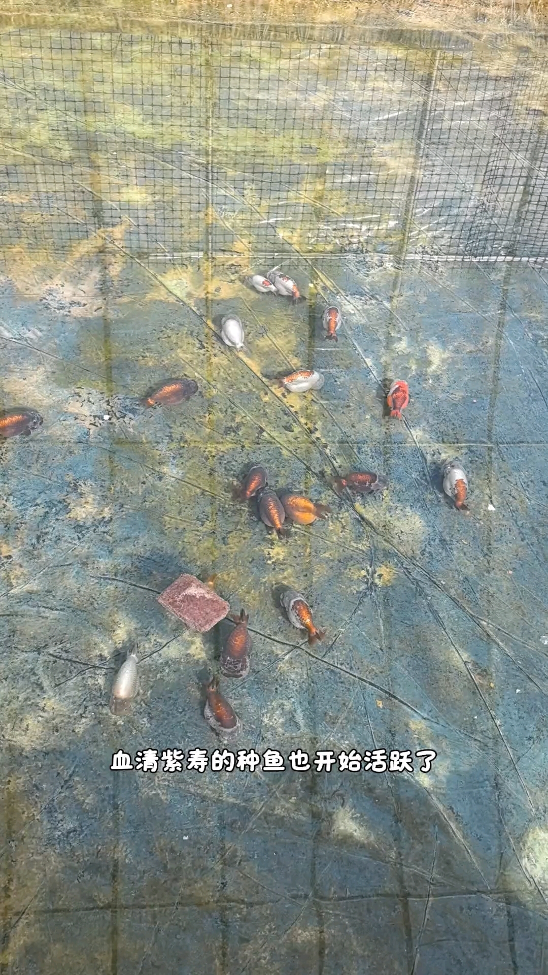 河北兰寿金鱼已备好种鱼