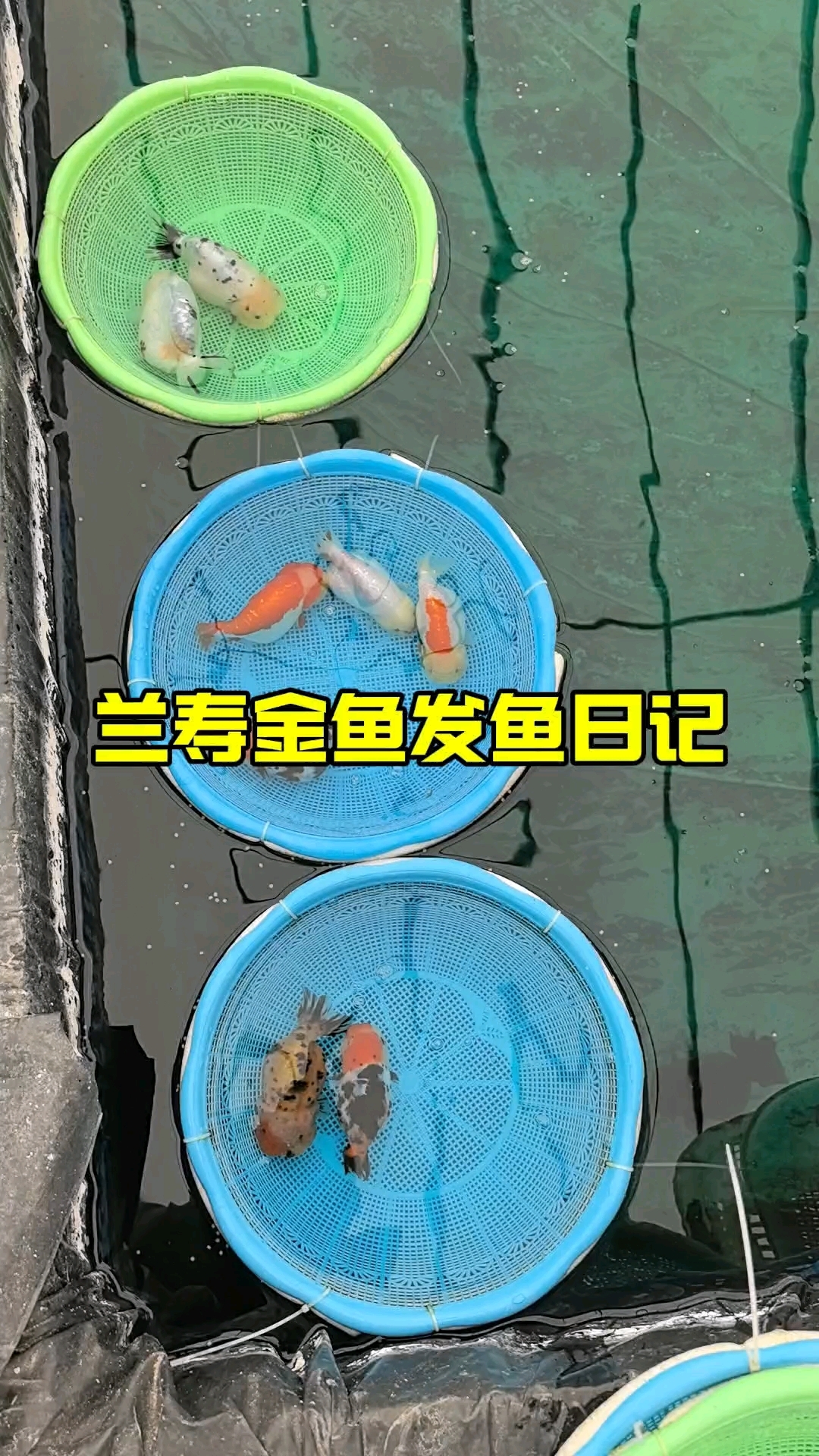 兰寿金鱼发鱼日记