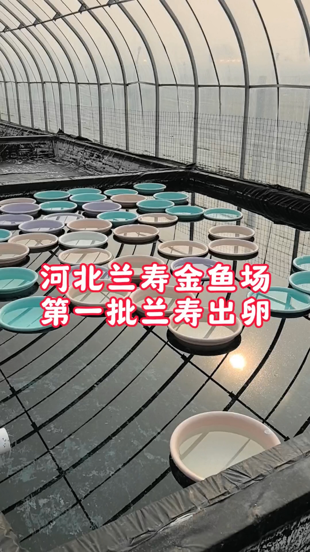 兰寿金鱼你想从小养到大吗?