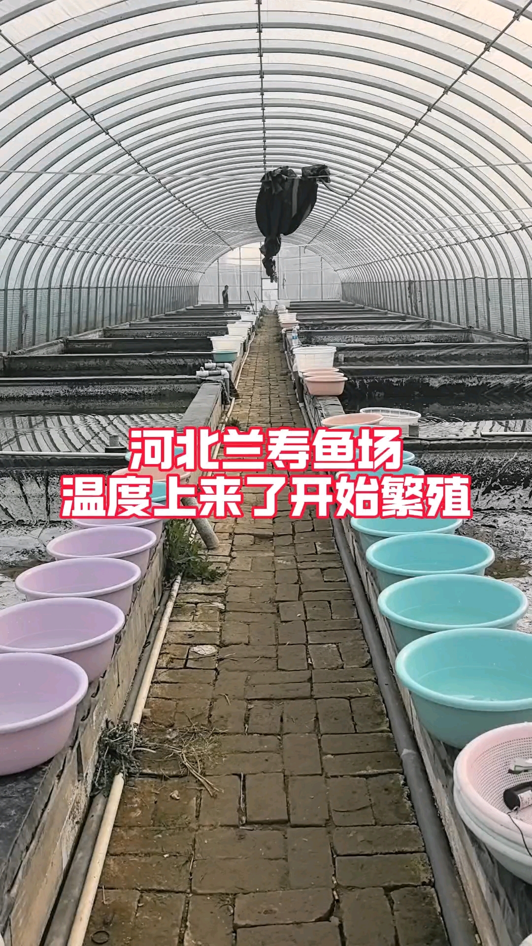 河北兰寿金鱼繁殖季到来