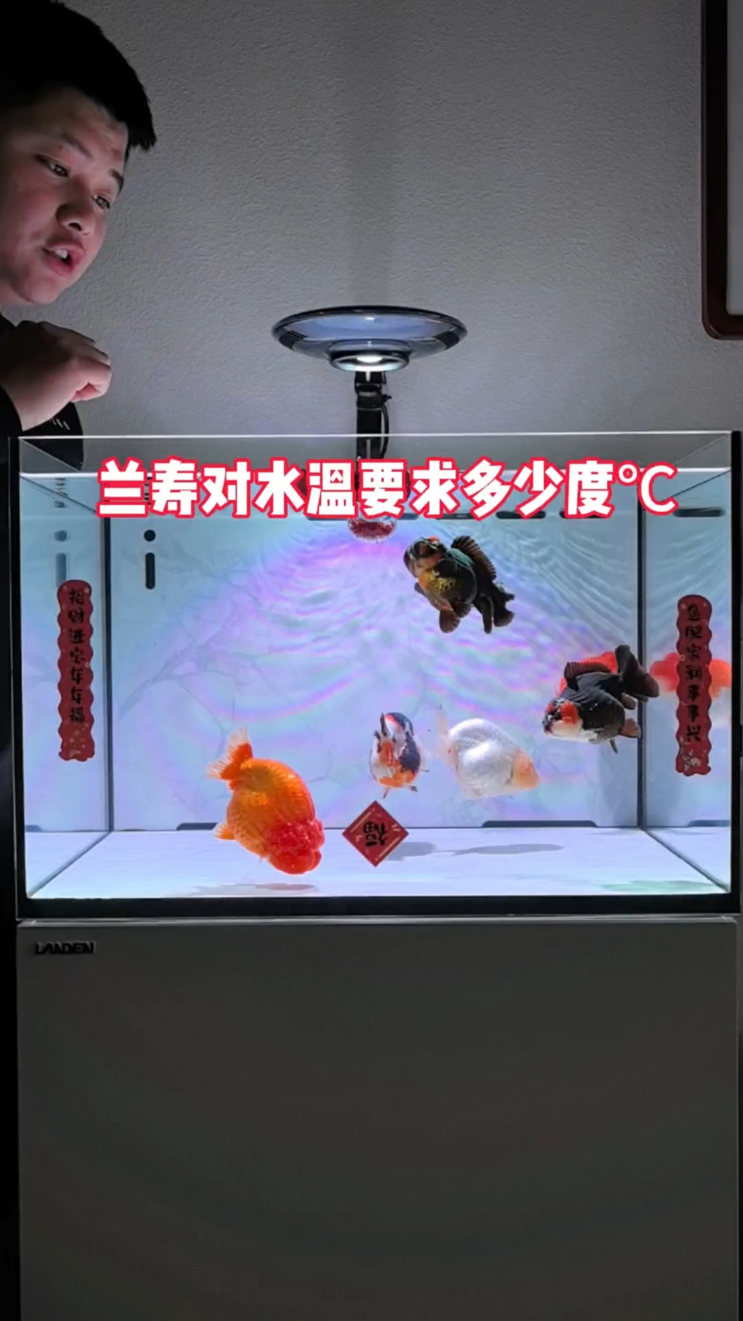 兰寿金鱼对水温要求高吗?