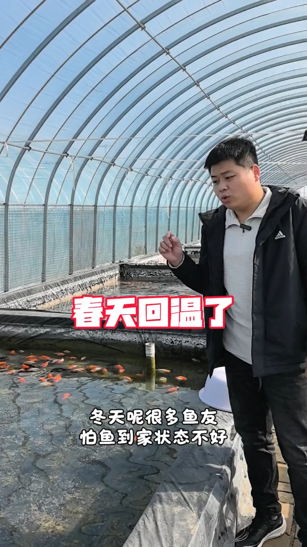 春天回温了兰寿金鱼也欢实了