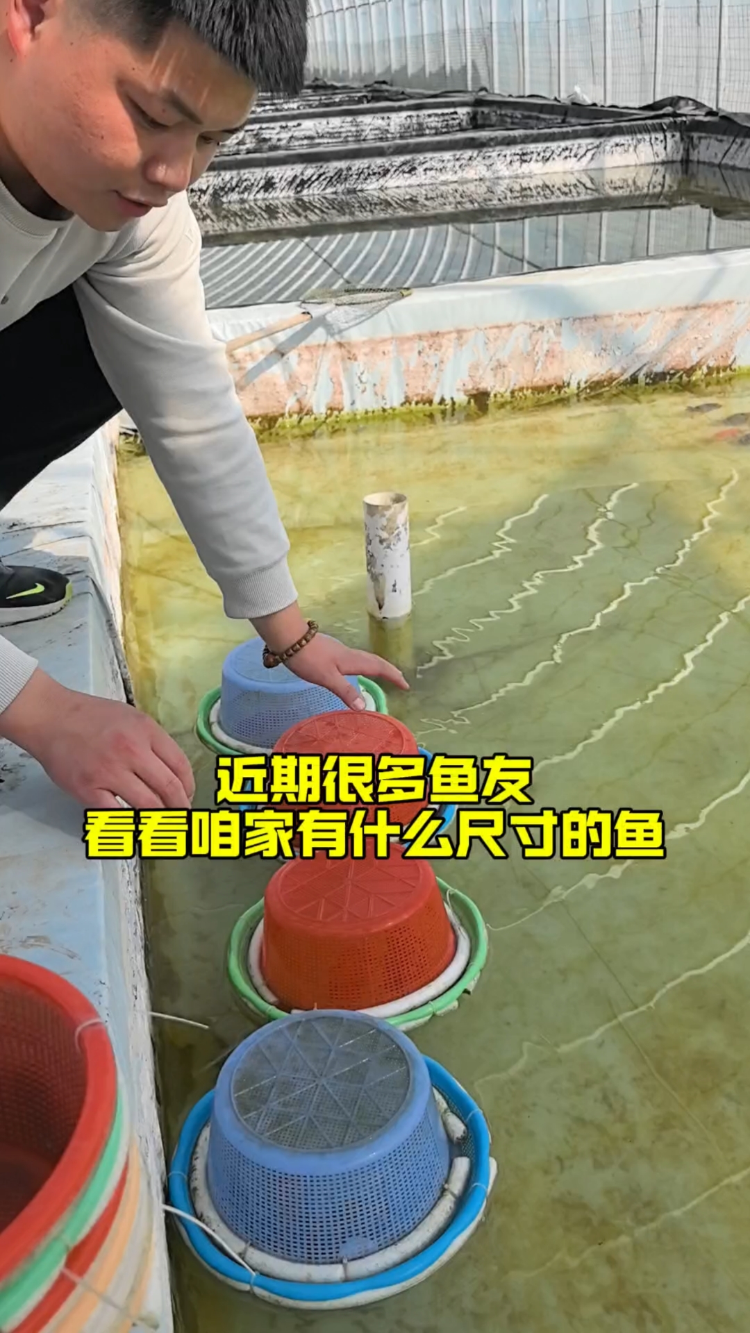 兰寿金鱼现有尺寸的鱼