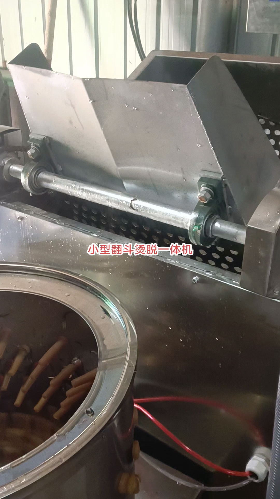 小公鸡,大公鸡,小母鸡,大母鸡都可以加工