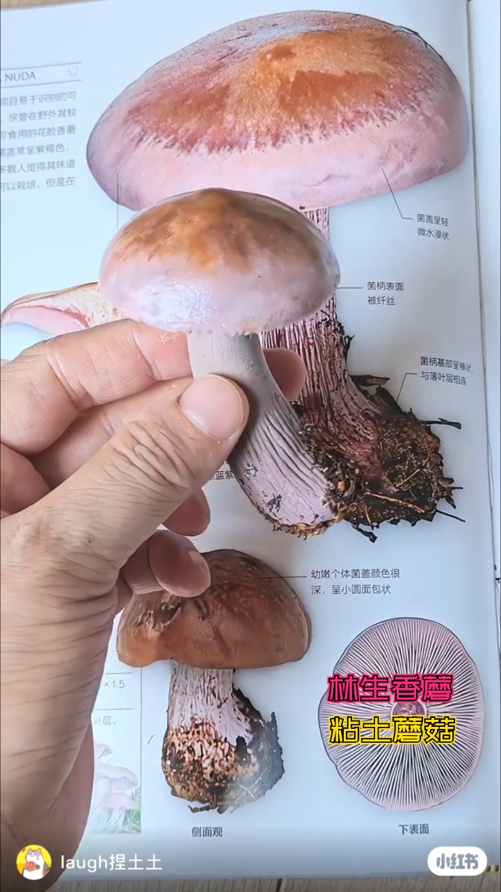 超轻粘土|挑战100种小植物