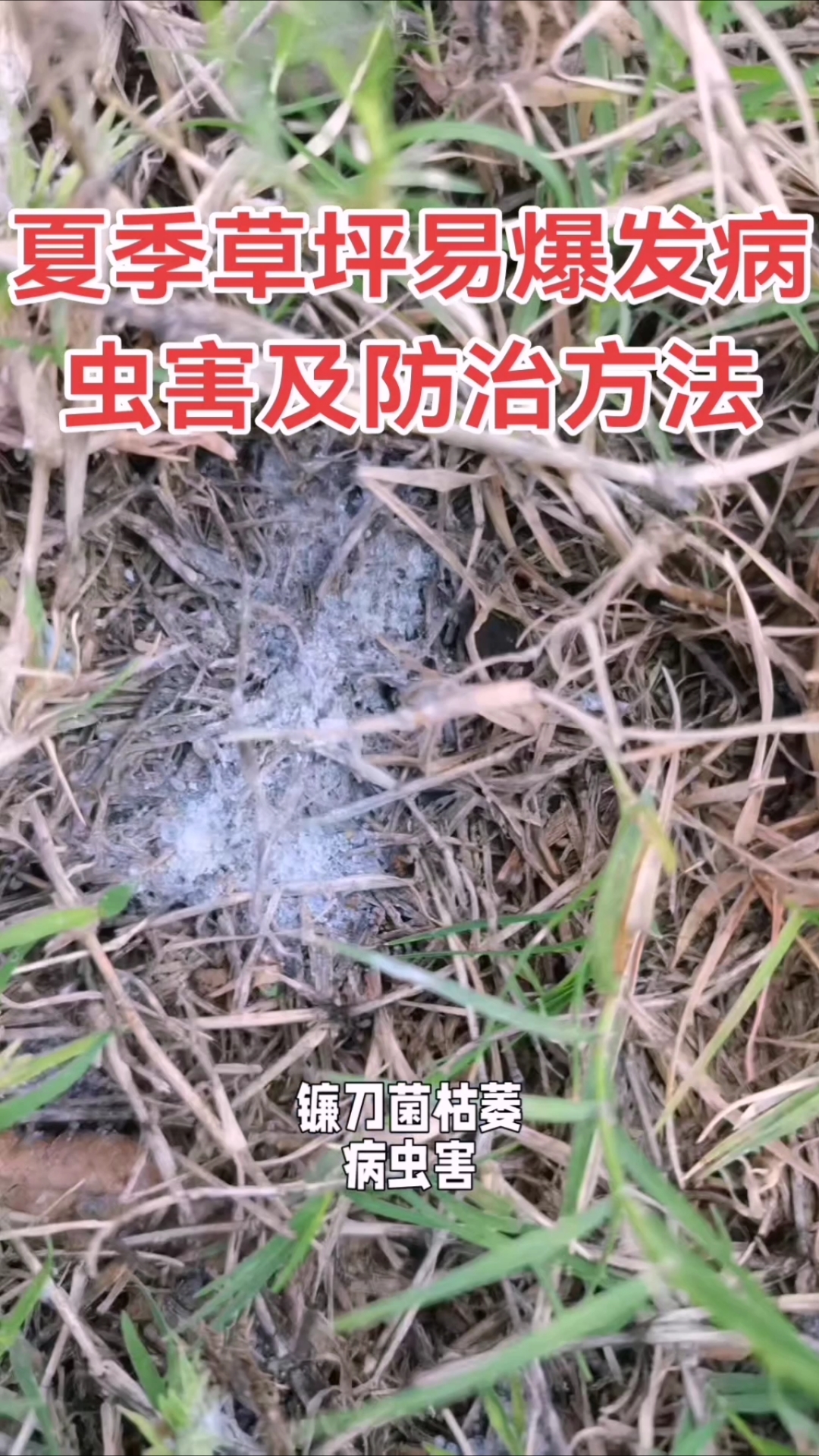 夏季草坪易爆发病虫害及防治方法