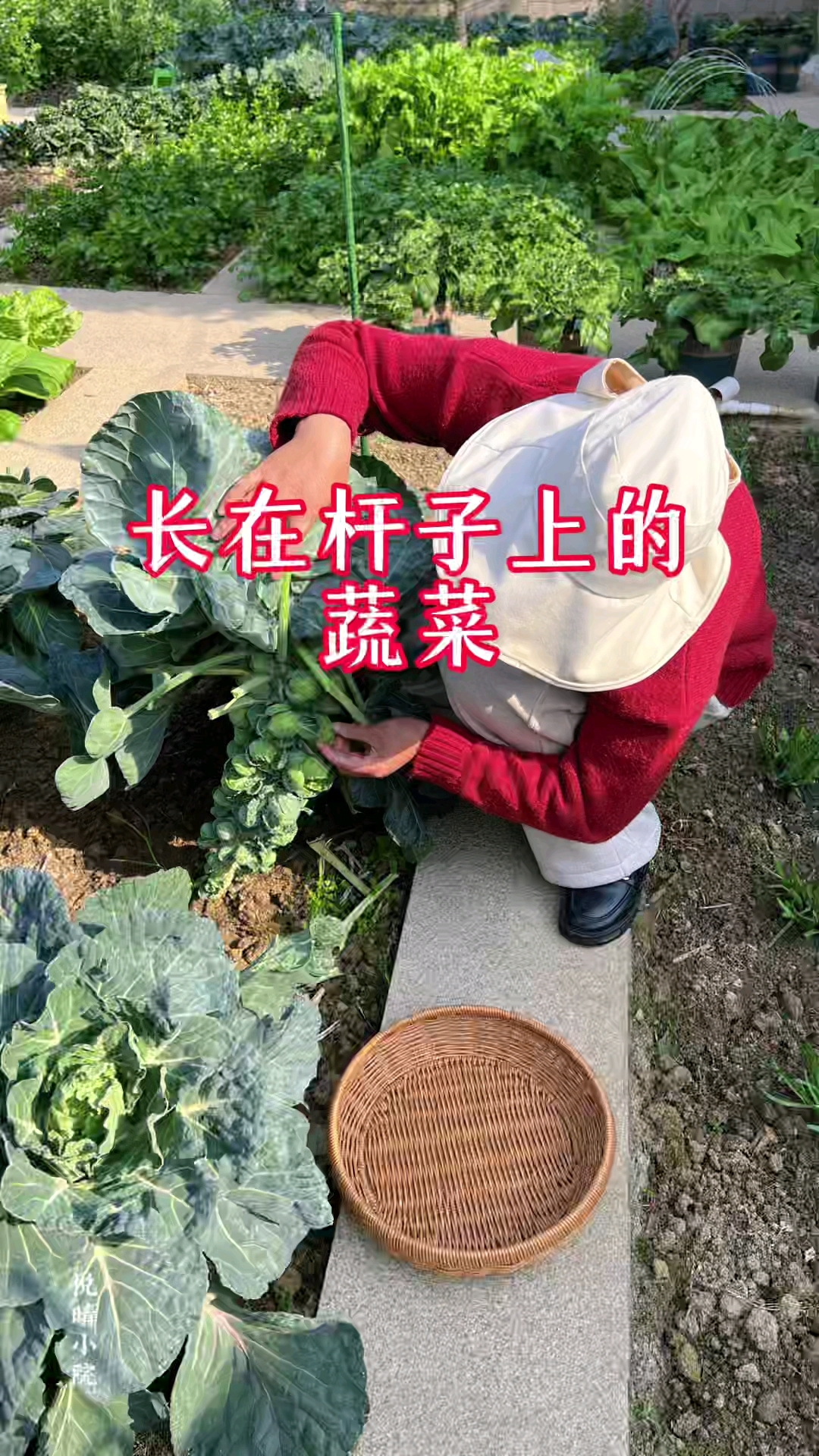 长在杆子上的蔬菜大家有见过吗
