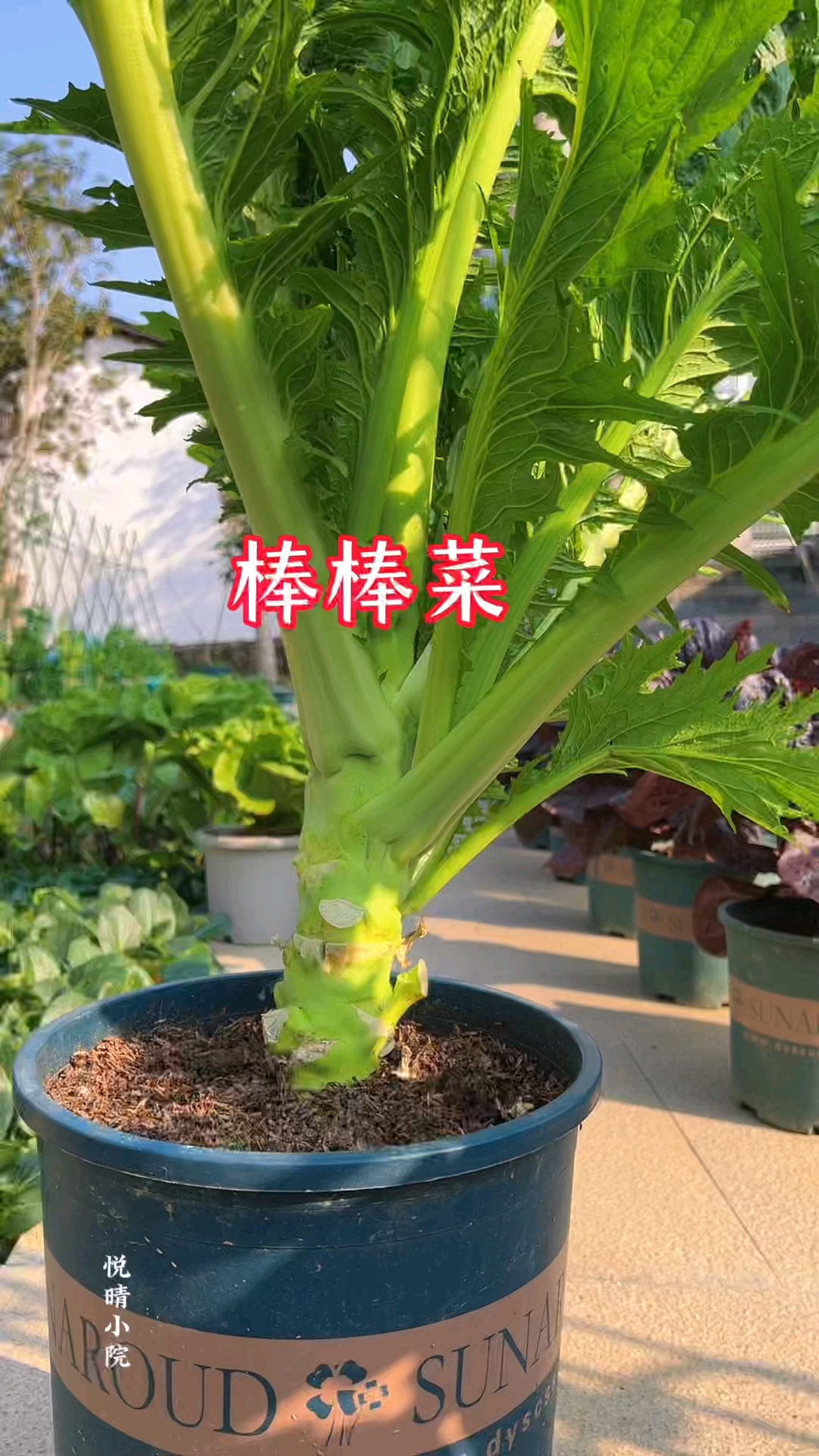 采收花盆种植的棒棒菜